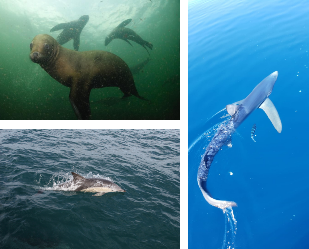 Marine life in Uruguay