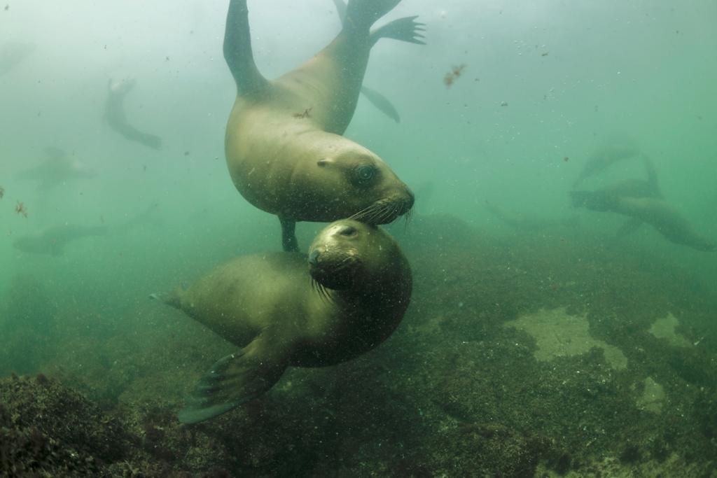 Sea lions off the coast of Uruguay