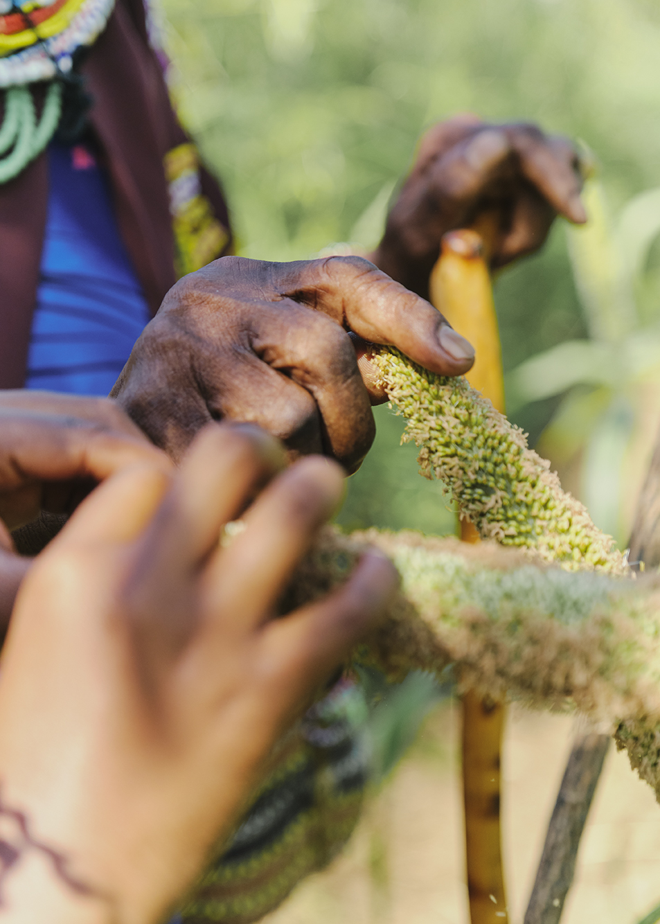 Atharaka film - credit Andy Pilsbury for The Gaia Foundation