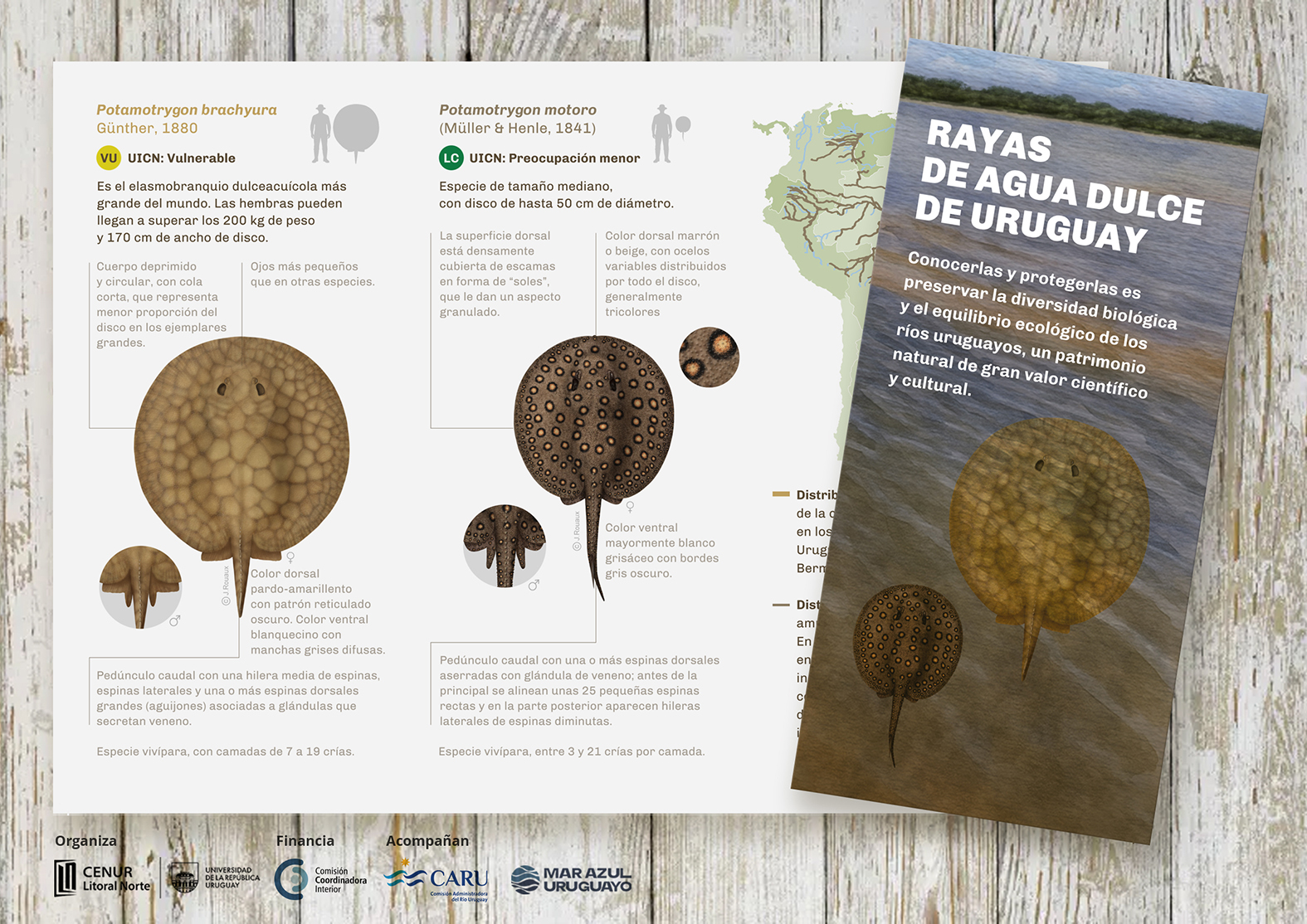 Freshwater stingrays from Uruguay illustrated by Julia Rouaux
