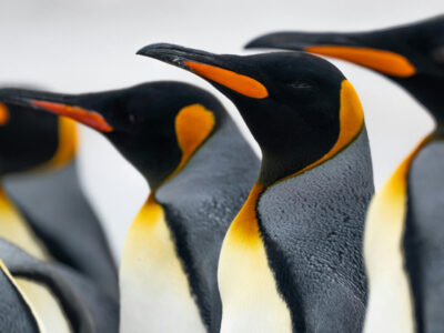 Penguins in Antarctica by Nico-Marin