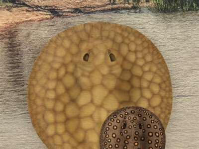 Freshwater stingrays from Uruguay illustrated by Julia Rouaux